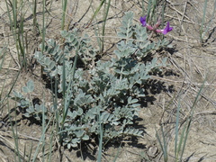 Astragalus missouriensis