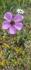Drosera pauciflora