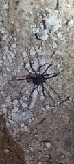 Sclerosomatidae
