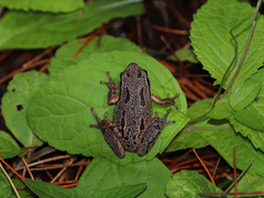 Hyla