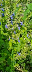Salvia longispicata
