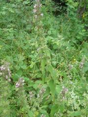 Stachys alpina