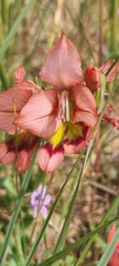 Gladiolus meliusculus