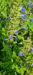 Salvia longispicata