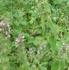 Stachys alpina