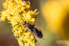 Ceropales bipunctata