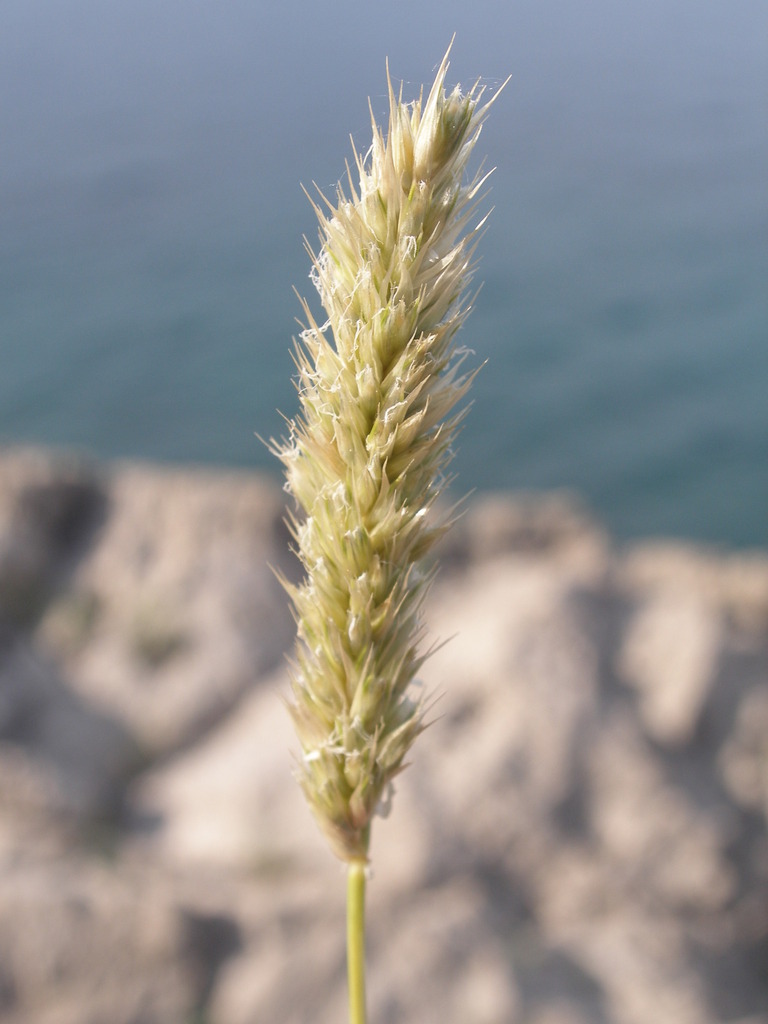 Sesleria robusta