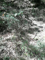 Cytisophyllum sessilifolium