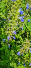 Salvia longispicata