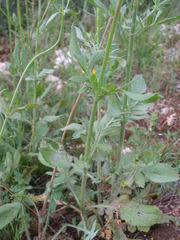 Knautia integrifolia