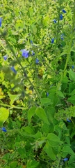 Salvia longispicata