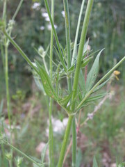 Knautia integrifolia