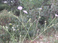Knautia integrifolia
