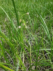 Eriophorum angustifolium