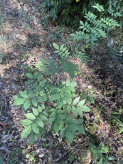 Wisteria sinensis