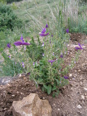 Salvia viridis