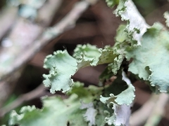 Parmotrema hypoleucinum