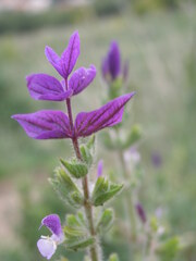 Salvia viridis