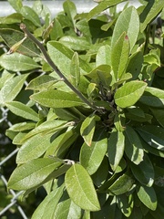 Sideroxylon lanuginosum