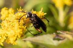 Ceropales bipunctata