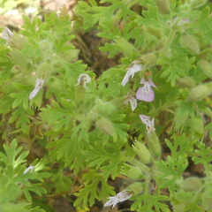 Teucrium botrys