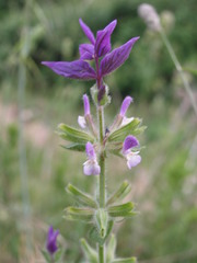 Salvia viridis