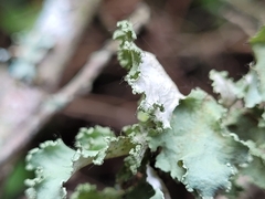 Parmotrema hypoleucinum