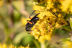 Ceropales bipunctata