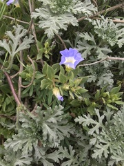 Nolana paradoxa