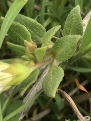 Nolana paradoxa