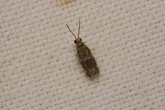 Hydroptilidae