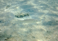 Dicentrarchus labrax