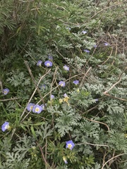 Nolana paradoxa