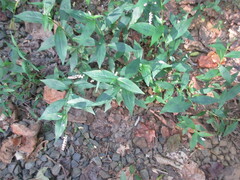 Persicaria longiseta