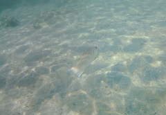 Dicentrarchus labrax