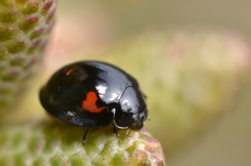 Pine Ladybird