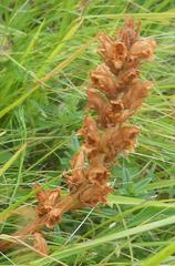 Orobanche gracilis
