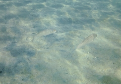 Dicentrarchus labrax