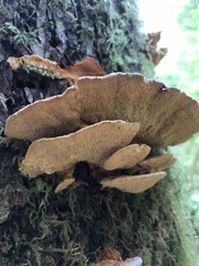 Pycnoporellus