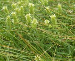 Sideritis hyssopifolia