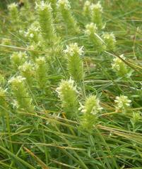 Sideritis hyssopifolia