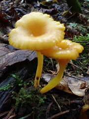 Gloioxanthomyces nitidus