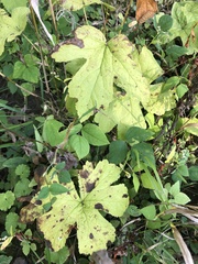 Hydrastis canadensis
