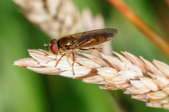 Platycheirus clypeatus