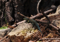 Sceloporus jarrovii