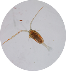 Limnocalanus sarsi