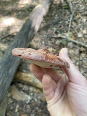 Fistulina hepatica