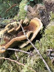 Phaeolus schweinitzii