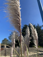 Cortaderia