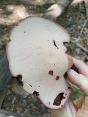 Fistulina hepatica